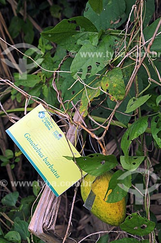  Detail of Gonolobus barbatus  - Alvarado city - Veracruz state - Mexico