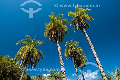  Macauba palm (Acrocomia aculeata) - Cipo Mountains  - Santana do Riacho city - Minas Gerais state (MG) - Brazil