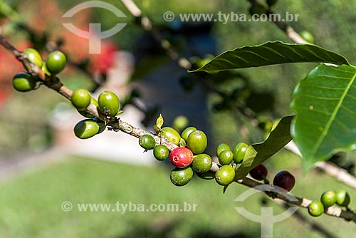  Detail of coffee grains still at coffee plant  - Resende city - Rio de Janeiro state (RJ) - Brazil