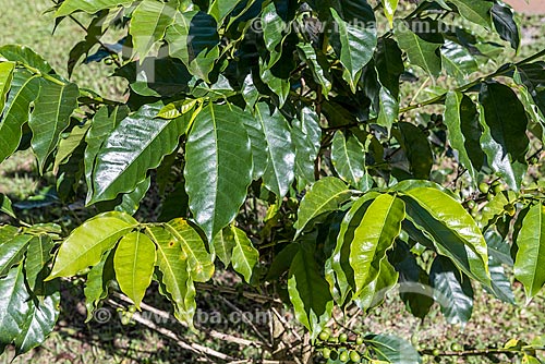  Detail of leafs of the coffee plant  - Resende city - Rio de Janeiro state (RJ) - Brazil