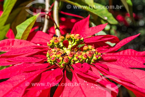  Detail of flowers of the poinsettia (Euphorbia pulcherrima)  - Resende city - Rio de Janeiro state (RJ) - Brazil