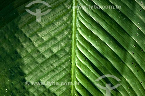  Detail of banana tree leaf  - Rio de Janeiro city - Rio de Janeiro state (RJ) - Brazil