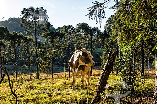  Cattle raising in the pasture - Linha Babenberg district  - Treze Tilias city - Santa Catarina state (SC) - Brazil