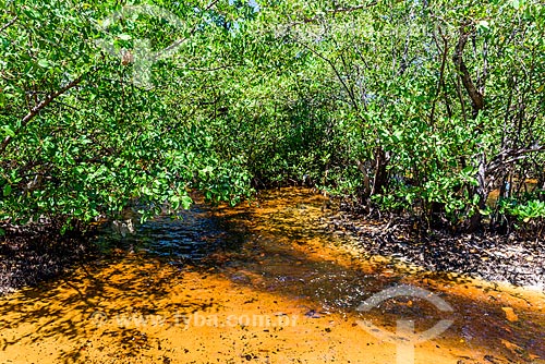  Mangrove near to Bainema Beach  - Cairu city - Bahia state (BA) - Brazil