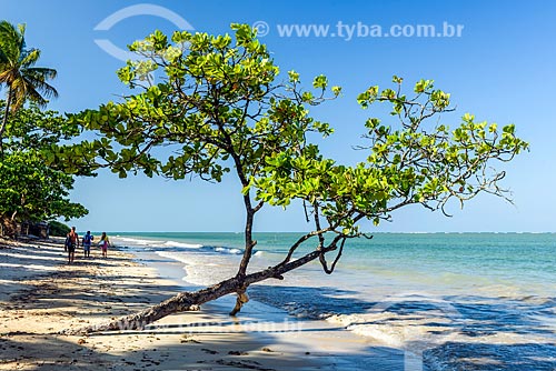  View of the Bainema Beach waterfront  - Cairu city - Bahia state (BA) - Brazil