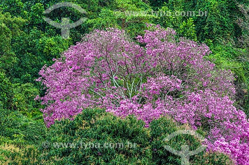  Detail of Pink Ipe tree (Tabebuia heptaphylla)  - Rio de Janeiro city - Rio de Janeiro state (RJ) - Brazil