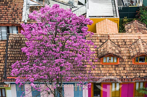  View of Pink Ipe tree (Tabebuia heptaphylla)  - Rio de Janeiro city - Rio de Janeiro state (RJ) - Brazil