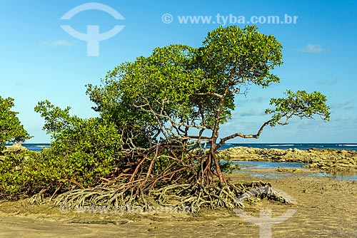  Mangrove - 3nd Beach waterfront  - Cairu city - Bahia state (BA) - Brazil