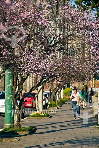  View of sidewalk of Canela city with flowering cherry-tree  - Canela city - Rio Grande do Sul state (RS) - Brazil