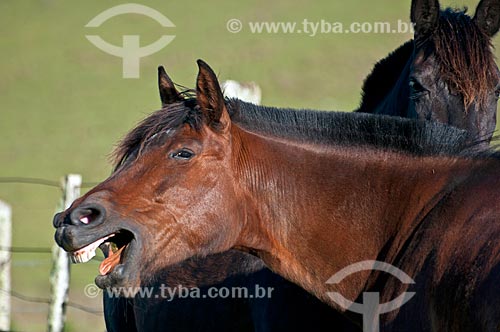  Detail of horse - farm  - Sao Francisco de Paula city - Rio Grande do Sul state (RS) - Brazil