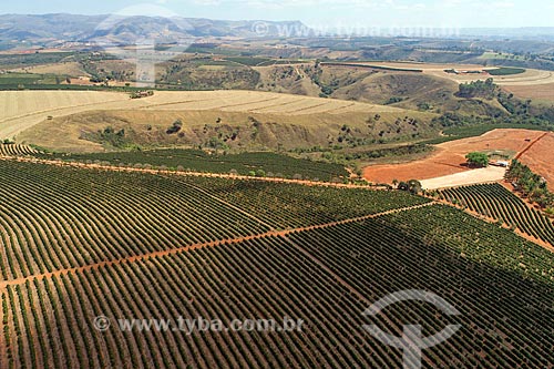  Picture taken with drone of the coffee plantation  - Sao Roque de Minas city - Minas Gerais state (MG) - Brazil