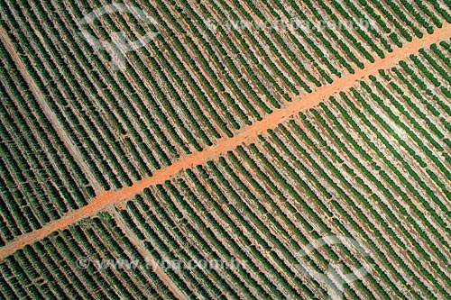  Picture taken with drone of the coffee plantation  - Sao Roque de Minas city - Minas Gerais state (MG) - Brazil