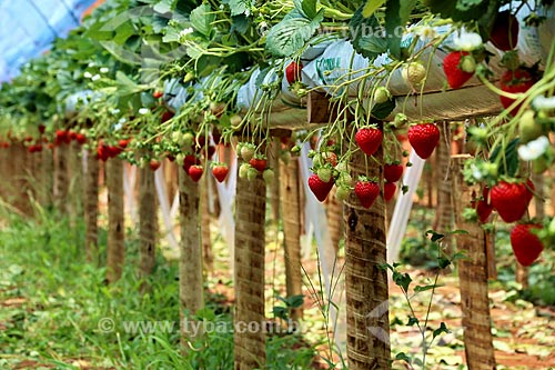  Strawberries still at strawberry tree (Fragaria)  - Nova Friburgo city - Rio de Janeiro state (RJ) - Brazil