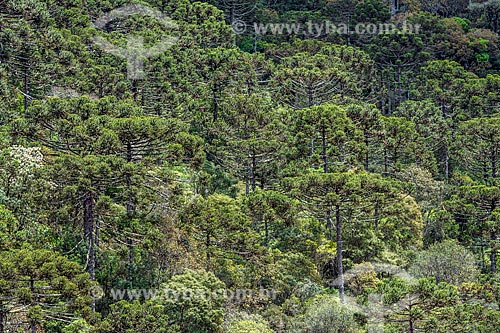  View of araucarias (Araucaria angustifolia)  - Sao Jose dos Ausentes city - Rio Grande do Sul state (RS) - Brazil