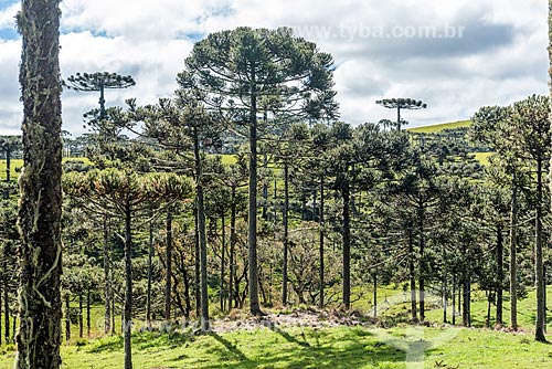  View of araucarias (Araucaria angustifolia)  - Sao Jose dos Ausentes city - Rio Grande do Sul state (RS) - Brazil