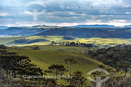  View of araucarias (Araucaria angustifolia) near to Sao Jose dos Ausentes city  - Sao Jose dos Ausentes city - Rio Grande do Sul state (RS) - Brazil