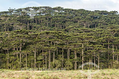  View of araucarias (Araucaria angustifolia) near to Sao Jose dos Ausentes city  - Sao Jose dos Ausentes city - Rio Grande do Sul state (RS) - Brazil