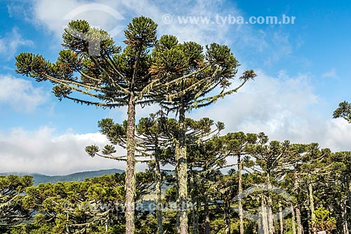  View of araucarias (Araucaria angustifolia) near to Urubici city  - Urubici city - Santa Catarina state (SC) - Brazil