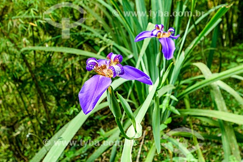  Detail of walking iris (Neomarica caerulea)  - Urubici city - Santa Catarina state (SC) - Brazil