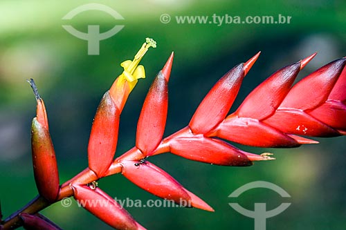  Detail of Juçara (Euterpe edulis Martius) - also known as jucara or jussara - Serrinha do Alambari Environmental Protection Area  - Resende city - Rio de Janeiro state (RJ) - Brazil