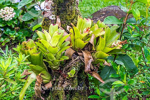  Detail of bromeliads - Serrinha do Alambari Environmental Protection Area  - Resende city - Rio de Janeiro state (RJ) - Brazil