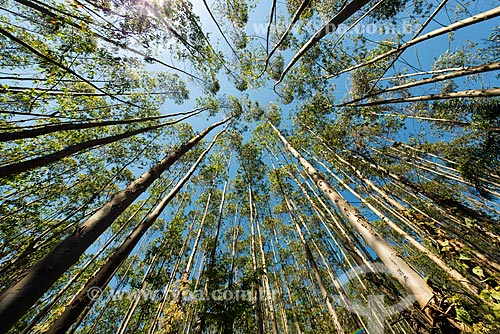  Bottom view of Eucalyptus plantation  - Guararema city - Sao Paulo state (SP) - Brazil