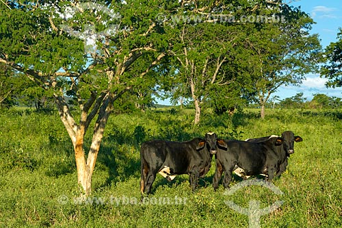  Cattle raising in the pasture of farm  - Montes Claros city - Minas Gerais state (MG) - Brazil
