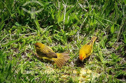  Detail of saffron finchs (Sicalis flaveola) - also known as Canario de tejado - feeding of canjiquinha  - Guarani city - Minas Gerais state (MG) - Brazil