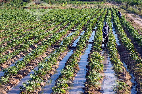  Cassava plantation - village of the Truka tribe  - Cabrobo city - Pernambuco state (PE) - Brazil