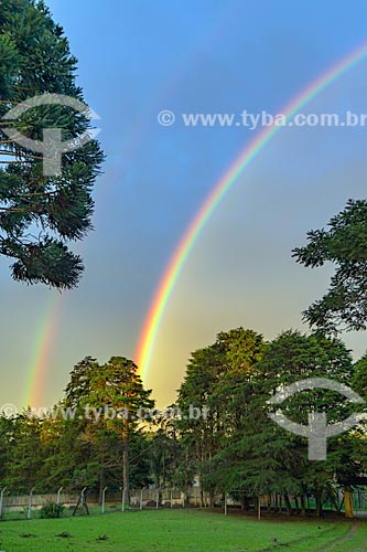  Araucaria (Araucaria angustifolia) and rainbow  - Piraquara city - Parana state (PR) - Brazil