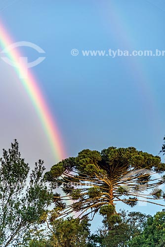  Araucaria (Araucaria angustifolia) and rainbow  - Piraquara city - Parana state (PR) - Brazil