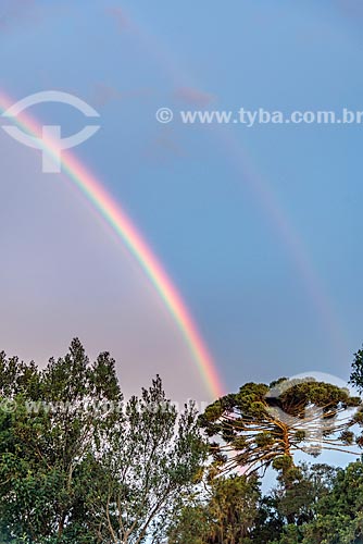  Araucaria (Araucaria angustifolia) and rainbow  - Piraquara city - Parana state (PR) - Brazil