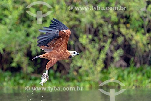  Detail of black-collared hawk (Busarellus nigricollis) fishing - Pantanal  - Mato Grosso state (MT) - Brazil