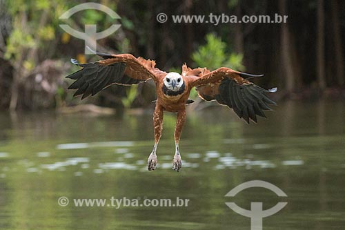  Detail of black-collared hawk (Busarellus nigricollis) - Pantanal  - Mato Grosso state (MT) - Brazil