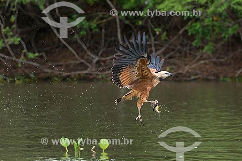  Detail of black-collared hawk (Busarellus nigricollis) fishing - Pantanal  - Mato Grosso state (MT) - Brazil