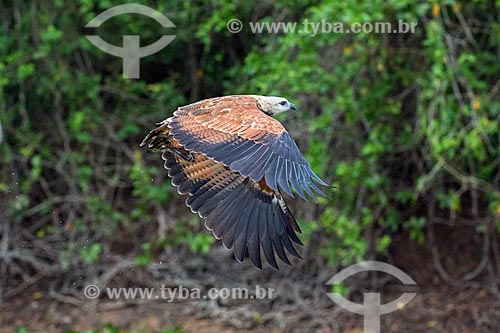  Detail of black-collared hawk (Busarellus nigricollis) - Pantanal  - Mato Grosso state (MT) - Brazil