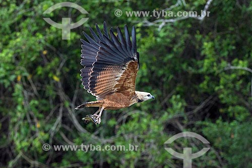  Detail of black-collared hawk (Busarellus nigricollis) fishing - Pantanal  - Mato Grosso state (MT) - Brazil