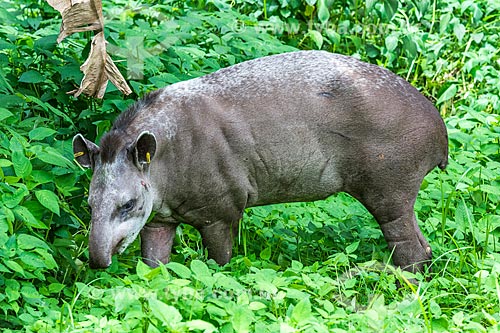  Detail of tapir (Tapirus terrestris) - Guapiacu Ecological Reserve  - Cachoeiras de Macacu city - Rio de Janeiro state (RJ) - Brazil