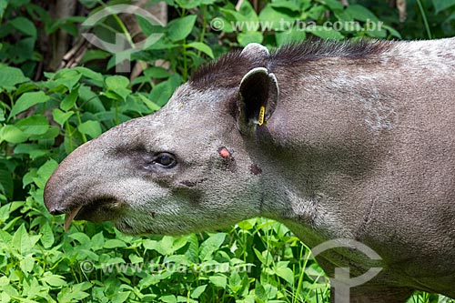  Detail of tapir (Tapirus terrestris) - Guapiacu Ecological Reserve  - Cachoeiras de Macacu city - Rio de Janeiro state (RJ) - Brazil