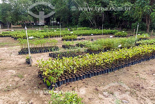  Detail of nursery seed - Guapiacu Ecological Reserve  - Cachoeiras de Macacu city - Rio de Janeiro state (RJ) - Brazil