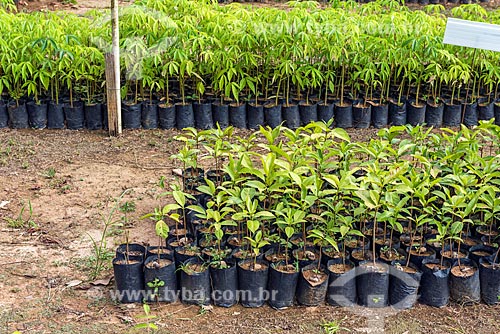  Detail of nursery seed - Guapiacu Ecological Reserve  - Cachoeiras de Macacu city - Rio de Janeiro state (RJ) - Brazil