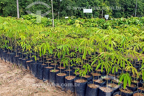  Detail of nursery seed - Guapiacu Ecological Reserve  - Cachoeiras de Macacu city - Rio de Janeiro state (RJ) - Brazil