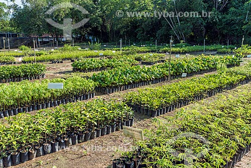  Detail of nursery seed - Guapiacu Ecological Reserve  - Cachoeiras de Macacu city - Rio de Janeiro state (RJ) - Brazil