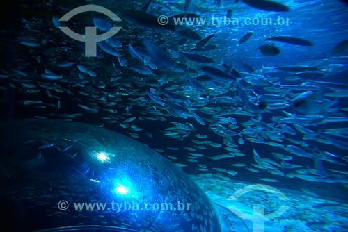  Shoal - AquaRio - marine aquarium of the city of Rio de Janeiro  - Rio de Janeiro city - Rio de Janeiro state (RJ) - Brazil