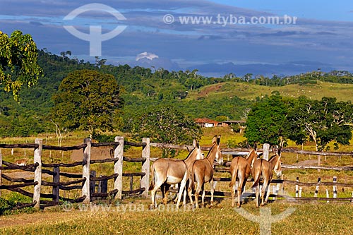  Pega Donkeys in the pasture - Ipiranga Horse Farm  - Itororo city - Bahia state (BA) - Brazil