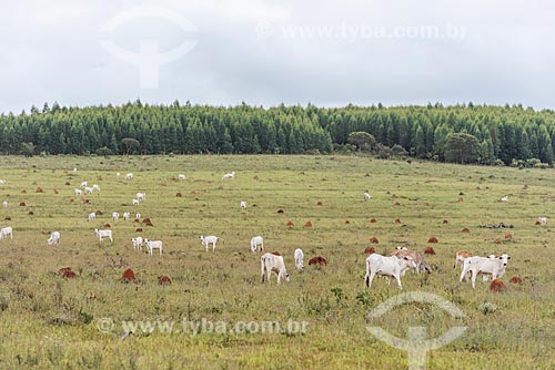  Cattle raising in the pasture - Veadeiros Plateau  - Alto Paraiso de Goias city - Goias state (GO) - Brazil