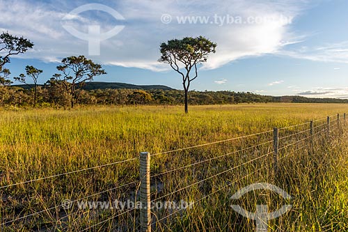  View of typical vegetation of cerrado - Veadeiros Plateau during the sunset  - Alto Paraiso de Goias city - Goias state (GO) - Brazil