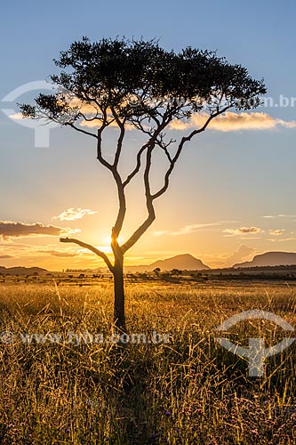  View of typical vegetation of cerrado - Veadeiros Plateau during the sunset  - Alto Paraiso de Goias city - Goias state (GO) - Brazil