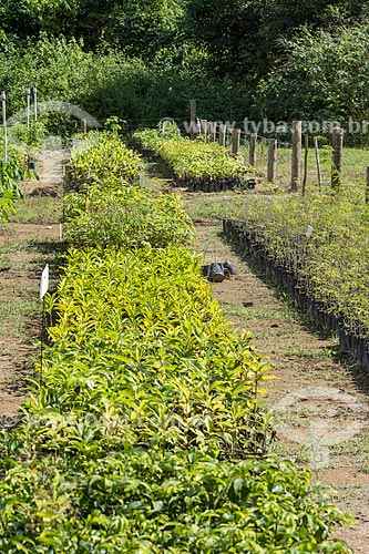  Detail of nursery seed - Guapiacu Ecological Reserve  - Cachoeiras de Macacu city - Rio de Janeiro state (RJ) - Brazil