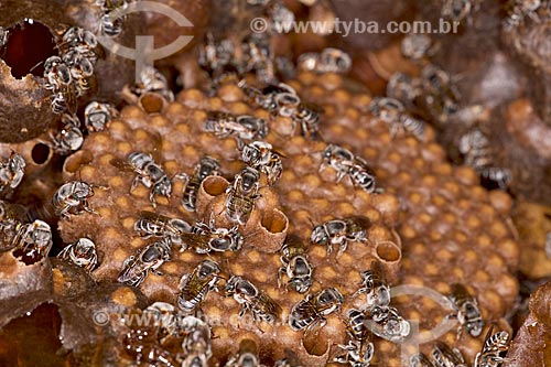  Detail of Melipona compressipes - also known as Tiuba bee - in hive  - Teresina city - Piaui state (PI) - Brazil